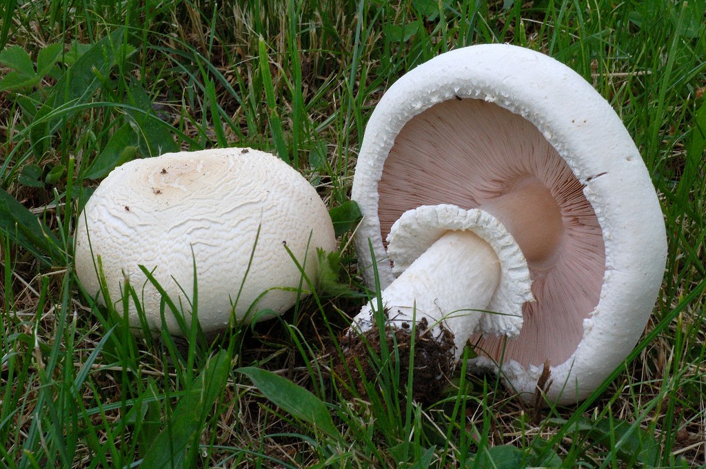 Agaricus nel campo di golf.